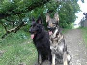 щенки восточно-европейской овчарки с родословной