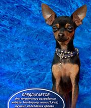 Русский Той-терьер Вязка, Щенки