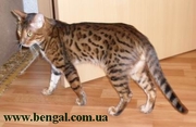 Кот бенгальской породы приглашает на вязку, Киев