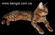 Ласковый бенгальской кот приглашает на вязку в Киев.