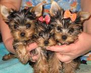 ПРОДАМ  ЩЕНКОВ ЙОРКШИРСКОГО ТЕРЬЕРА!!! (4000гр) вязка!
