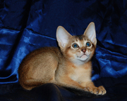 Абиссинский мальчик дикого окраса из питомника «Exclusive ABY».