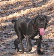 кане корсо -італійська сторожева