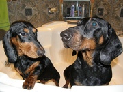 Таксы, щенки, от породистых родителей , на продажу, чорноподпалые