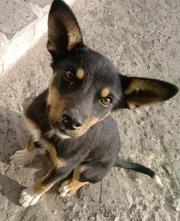 Девчушка-метис пинчера в добрые руки!