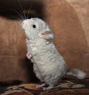 Продам белую шиншиллу 