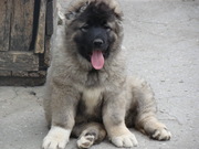 ПЛЕМЕННЫЕ ЩЕНКИ  НЕМЕЦКОЙ,  ВОСТОЧНО-ЕВРОПЕЙСКОЙ,  КАВКАЗСКОЙ ОВЧАРКИ