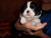 Продам щенков породы японский хин