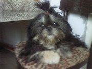 ши-тцу и немецких овчарок щенки