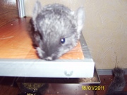 Продам шиншиллу ЧБ самец (Харьков)