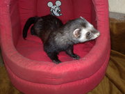 Продам декоративного хорька (фретку).