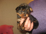 Срочно!Щенки йоркширского терьера! 