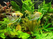 Разнообразные цихлиды озер Танганика, Малавия, Америки и другие виды рыб