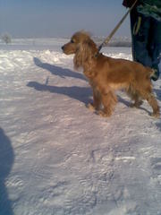 английский кокер-спаниель, щенки рыжего окраса, родились 10.01.2011