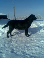 щенки лабрадора черного и палевого окраса 