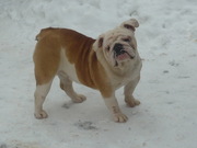 Продам английского бульдога
