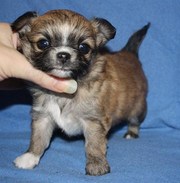 Чихуахуа кобель высокого уровня 