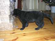 Продам щенков (немецкая овчарка,  девочки)