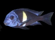 Цихлиды вида  Трофеус звездчатый (Tropheus duboisi)