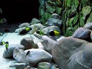 Цихлиды вида  Трофеус икола (Tropheus moori 