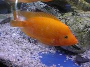 Лимонная или цитроновая цихлазома