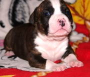 Перспективние щенки  Американского Стаффордширского Терьера.