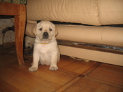 Лабрадорчики продаются