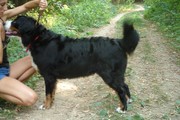 Бернский зенненхунд,  щенки от чемпиона Польши,  Днепропетровск