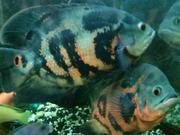 Продам малька Фловер Хорна.