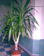 Пальма - Юкка