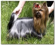 Продаются перспективные щенки йоркширского терьера 