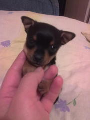 Той-терьер элитный