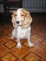 Продам щенка руского спаниеля.