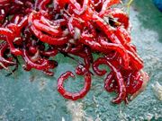 Крупный мотыль для зимней рыбалки