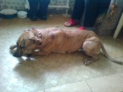 продам собаку питбуль девочка 8мес. Полтава