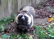 Щенки енотовидных собак и лисиц