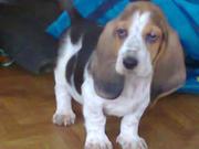  Очаровательные Щенки Бассет Хаунд