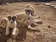 продам щенков алабая(Волкодава)