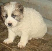 Продаются щенки среднеазиатской овчарки(алабай, азиат).