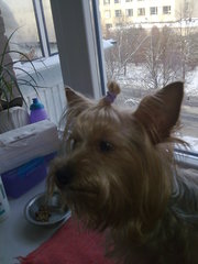 йоркшерский терьер мальчик