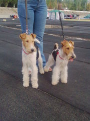 Элитные щенки фокстерьера