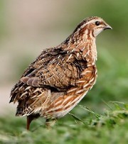 продам перепелов в Киеве.