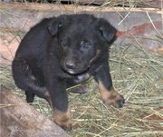 Щенки,  1, 5 месяца,  метисы овчарки,  отдам