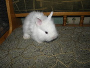 Кролики, клетки для кроликов