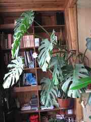 монстера,  своя,  доставка