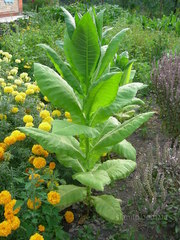 ПРОДАМ семена табака