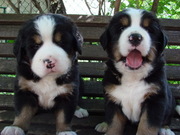 Щенки бернского зенненхунда (бернская овчарка)