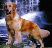 Кинологические услуги в Харькове