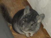 домашние животные и растения