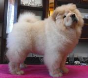 щенки чау-чау,  для души и выставок